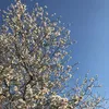 lydia_1773