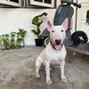 bullterrier_smoke