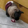 linus_il_bello