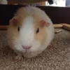 yeetguineapig