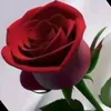 xatin_barwari1