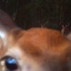 inzie_06