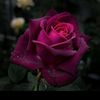 om_alaz