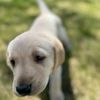 lunathelab11