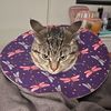tippy_tokky