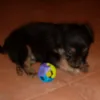 alessioz2