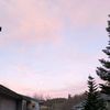 pink.narwahl