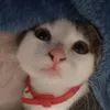 sayuraoo