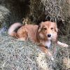 homesteadingbarefoot