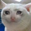 crytcat
