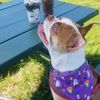 wade_wilsonbostonterrier