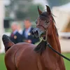 iqtrhorse