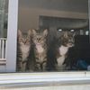 603catmom