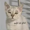 lilychou37