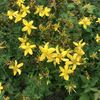 rosemarymuma72