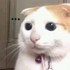 userxyy1qjjnqd