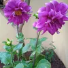 linanina926