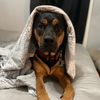 apollo_the_dog12