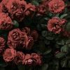 gamila_2413