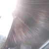peanut____bbb