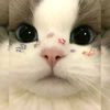 lovelykitty.09