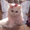 mieziinha
