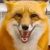 🦊 Лиса Алиса 🦊