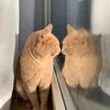 simba2303