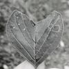 _aladin22