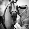 m.alshamary.q8