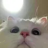 qtcat7