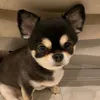 ここまる。🐶🎀