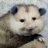 goobert_snoobus