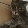 thepetsofangus