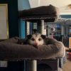 hammersandcats