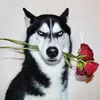 vavu28366