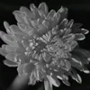t_ari
