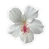 urlove.khajah