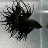 czapeczkass