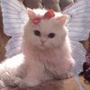 Nannnie ౨ৎ ·˚ ₊