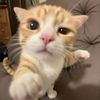 beehopee