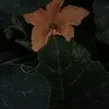 wildachan2