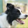 .my_bordercollies