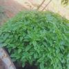 amerajadou123