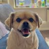 claude_thedog