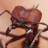 obbsessed_with_ants