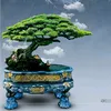 ahaibonsai