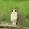 panadolsaostiram