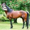 theveluxhorse