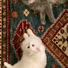 rauf_malik9